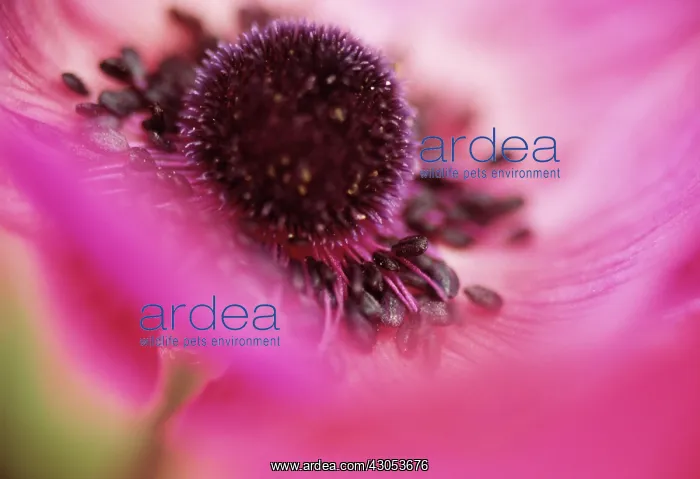 : Anemone, Anemone coronaria : Anemone, Anemone coronaria