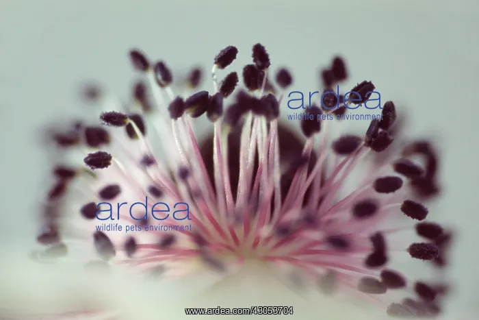  : Anemone, Anemone coronaria De Caen