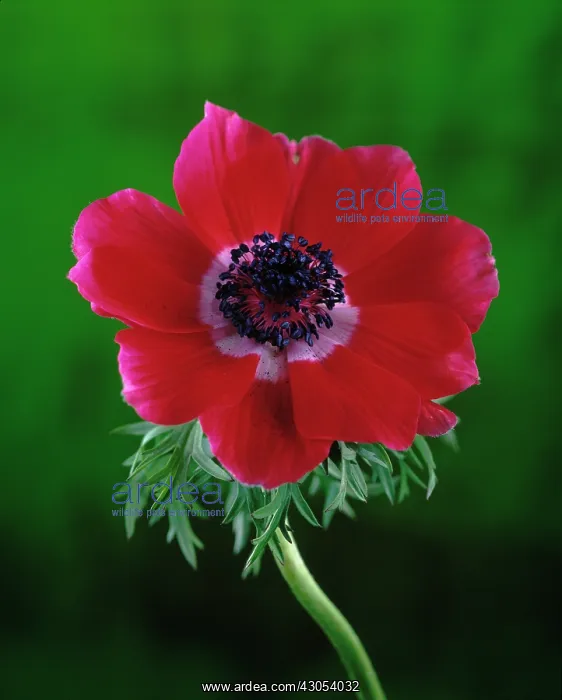: Anemone, Anemone coronaria De Caen : Anemone, Anemone coronaria De Caen