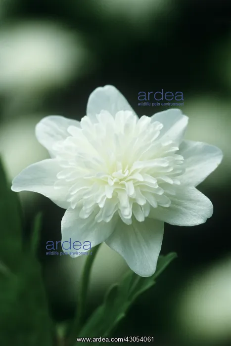 : Anemone, Anemone nemorosa Vestal : Anemone, Anemone nemorosa Vestal