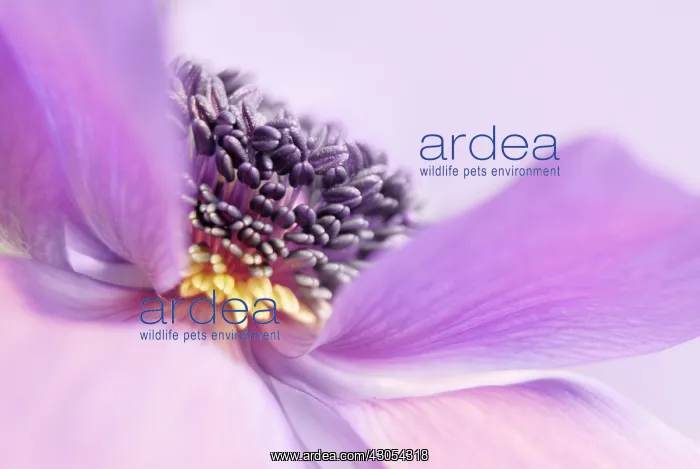 : Anemone, Anemone coronaria : Anemone, Anemone coronaria