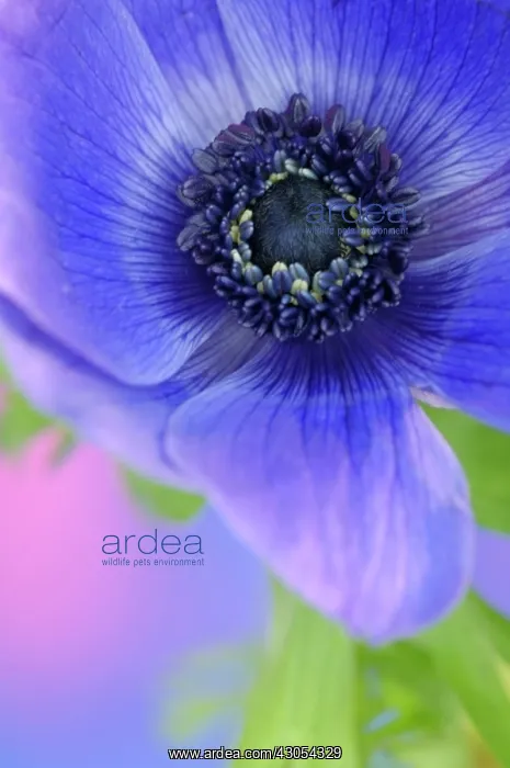 : Anemone, Anemone coronaria : Anemone, Anemone coronaria