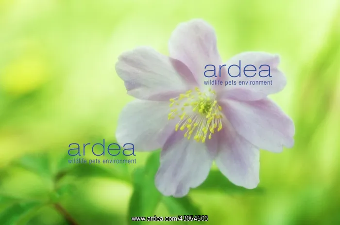 : Anemone, Anemone nemorosa Robinsoniana : Anemone, Anemone nemorosa Robinsoniana