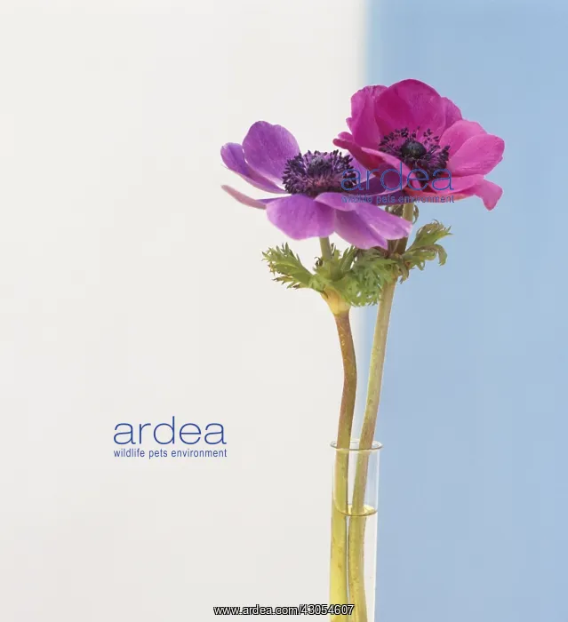 : Anemone : Anemone