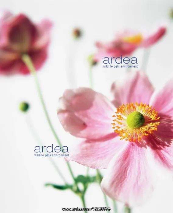  : Anemone, Anemone hupehensis