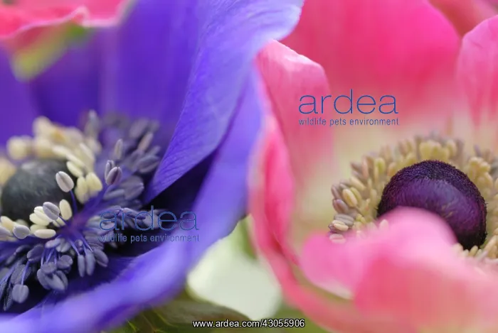 : Anemone, Anemone coronaria De Caen : Anemone, Anemone coronaria De Caen