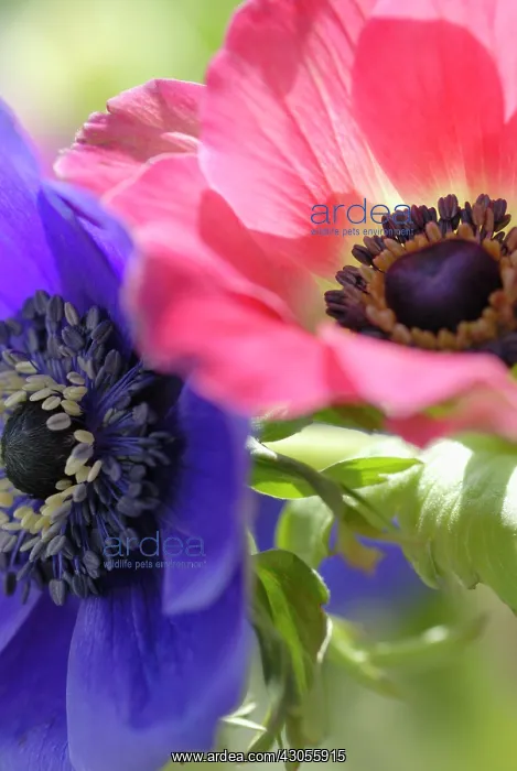 : Anemone, Anemone coronaria De Caen : Anemone, Anemone coronaria De Caen