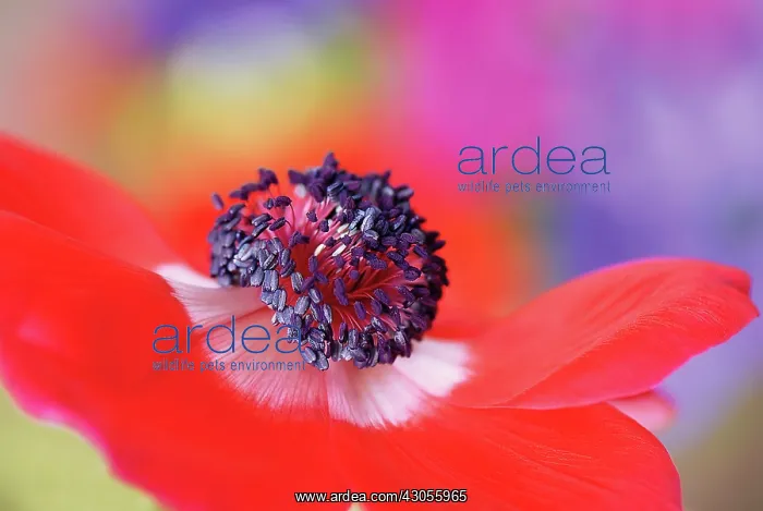 : Anemone, Anemone coronaria De Caen : Anemone, Anemone coronaria De Caen