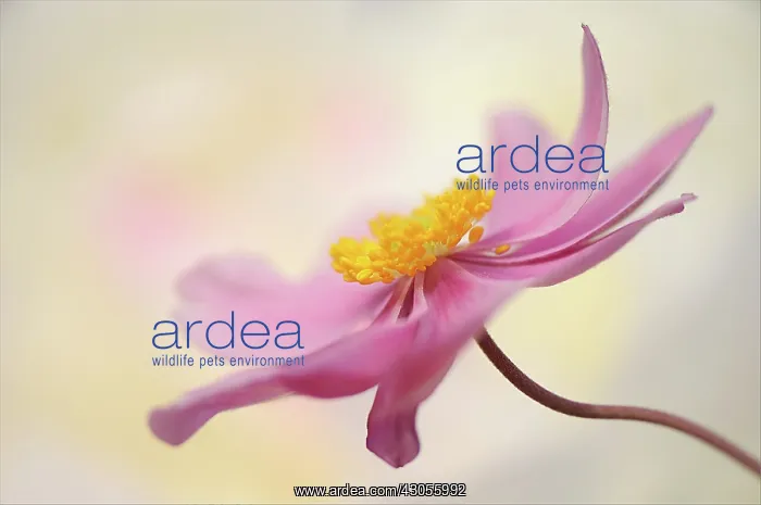 : Anemone, Anemone x hybrida Queen Charlotte : Anemone, Anemone x hybrida Queen Charlotte