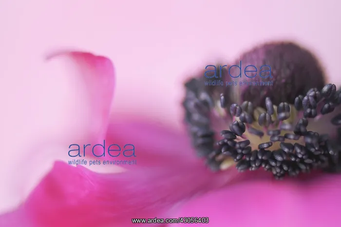 : Anemone, Anemone coronaria De Caen : Anemone, Anemone coronaria De Caen