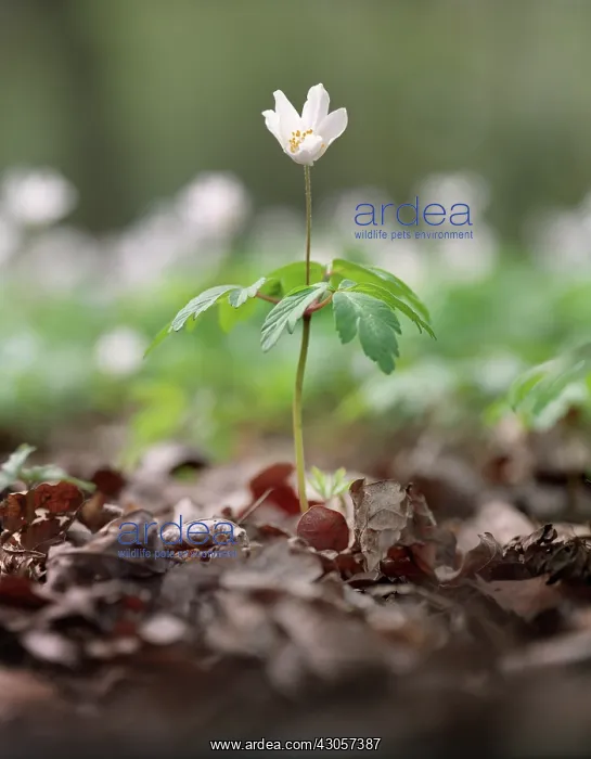 : Anemone, Wood anemone, Anemone nemorosa : Anemone, Wood anemone, Anemone nemorosa
