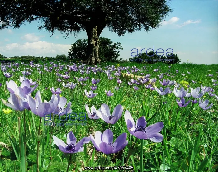 : Anemone. Anemone : Anemone. Anemone