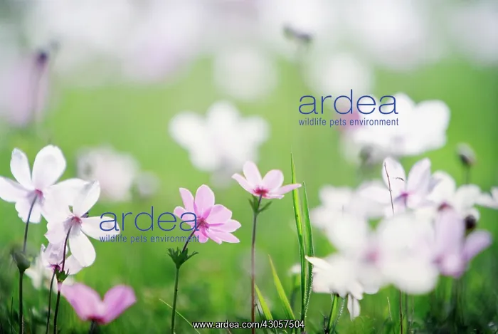 : Anemone. Anemone : Anemone. Anemone