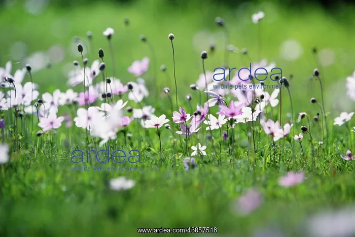 : Anemone. Anemone : Anemone. Anemone