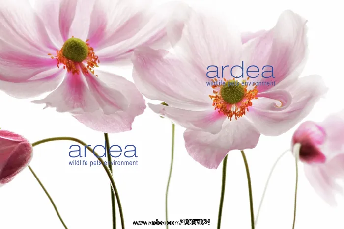 : Anemone, Japanese anemone, Anemone japonica : Anemone, Japanese anemone, Anemone japonica