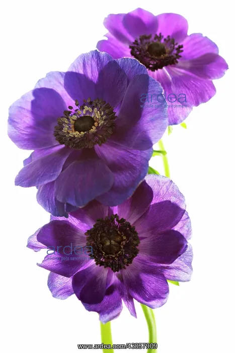 : Anemone, Anemone coronaria : Anemone, Anemone coronaria