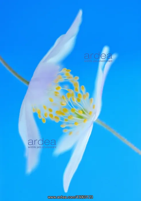 : Anemone, Wood anemone, Anemone nemorosa : Anemone, Wood anemone, Anemone nemorosa
