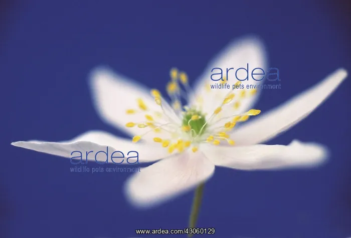 : Anemone, Wood anemone, Anemone nemorosa : Anemone, Wood anemone, Anemone nemorosa