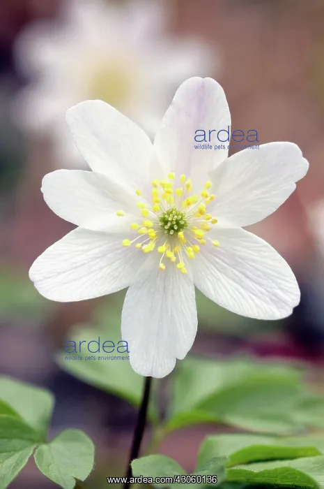 : Anemone, Wood anemone, Anemone nemorosa : Anemone, Wood anemone, Anemone nemorosa