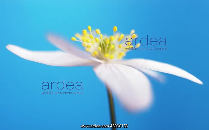 : Anemone, Wood anemone, Anemone nemorosa : Anemone, Wood anemone, Anemone nemorosa