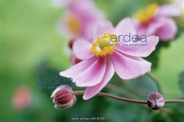 : Anemone, Anemone hupehensis : Anemone, Anemone hupehensis