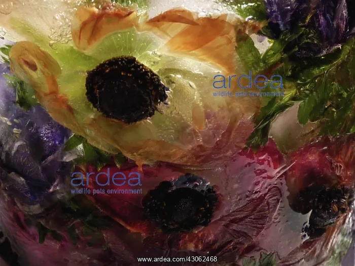 : Anemone, Anemone coronaria : Anemone, Anemone coronaria