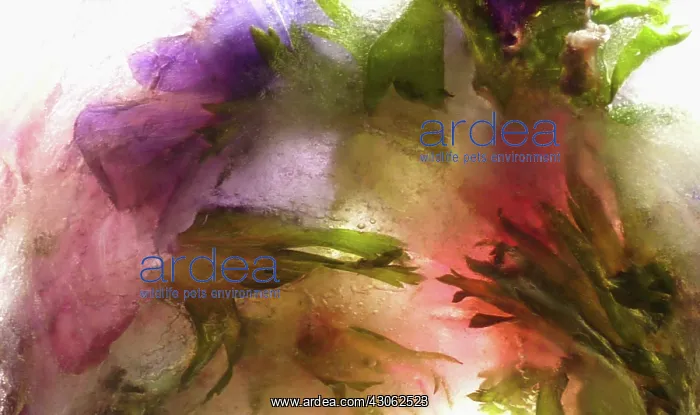 : Anemone, Anemone coronaria : Anemone, Anemone coronaria