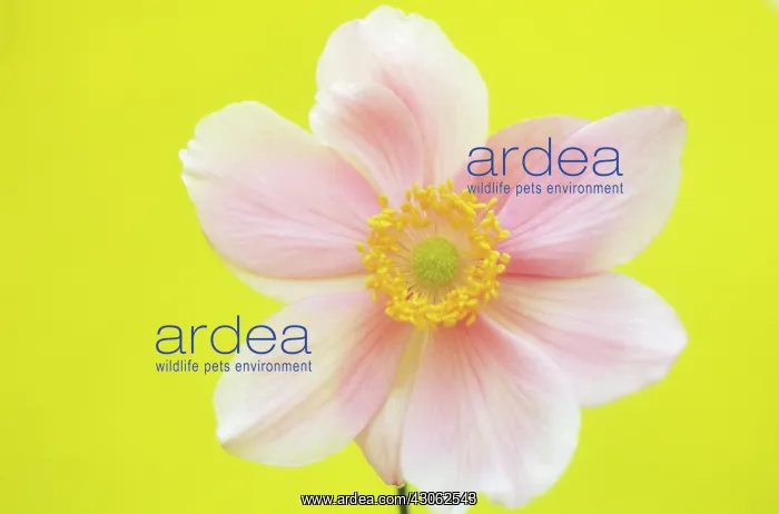 : Anemone, Anemone hupehensis : Anemone, Anemone hupehensis