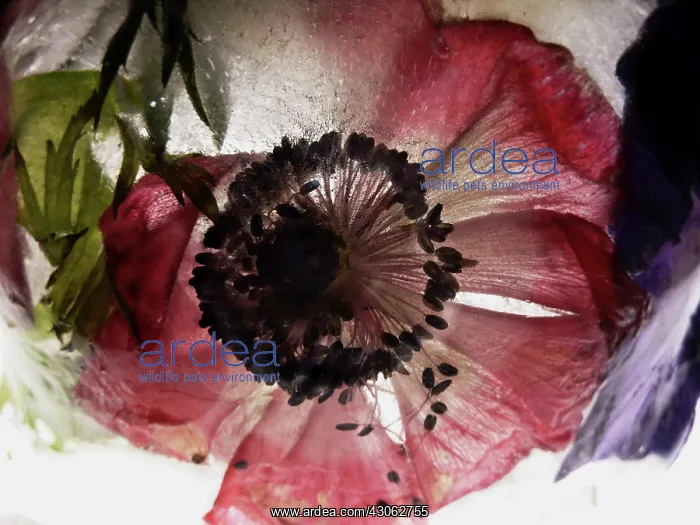 : Anemone, Anemone coronaria : Anemone, Anemone coronaria