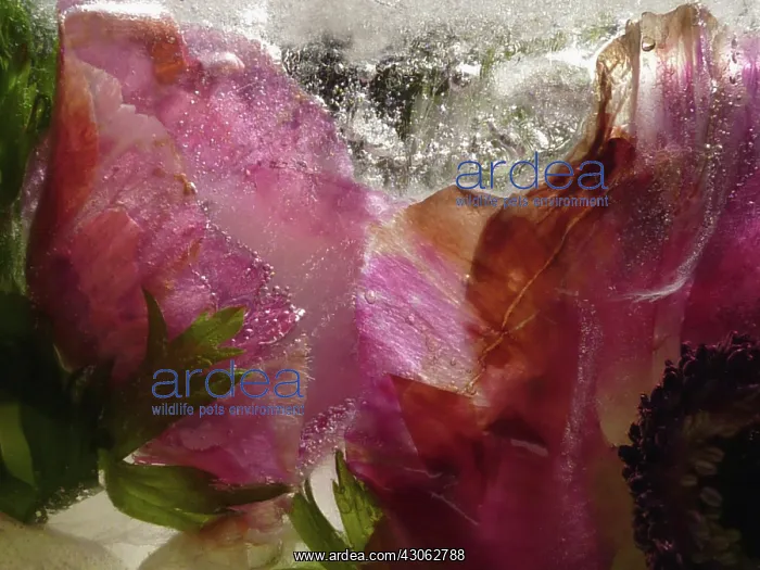 : Anemone, Anemone coronaria : Anemone, Anemone coronaria