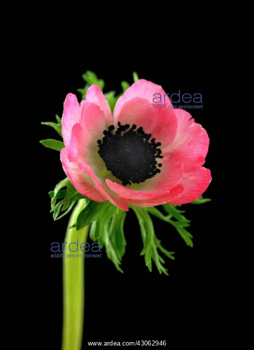 : Anemone, Anemone coronaria : Anemone, Anemone coronaria