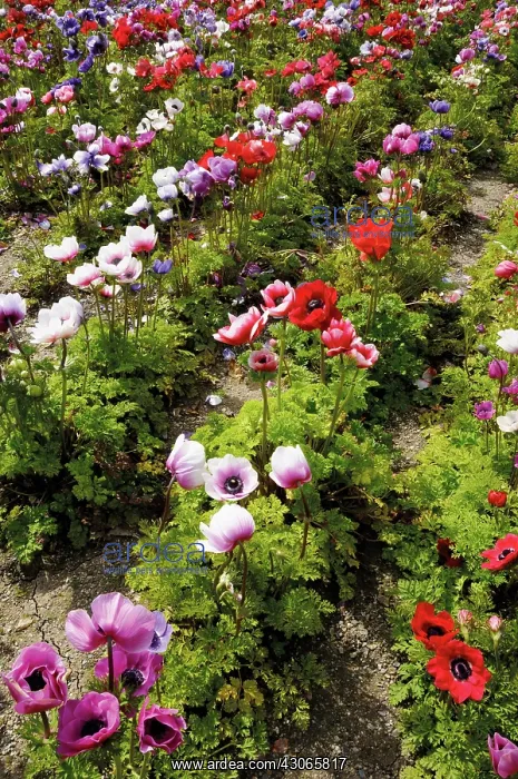 : Anemone, Anemone coronaria De Caen : Anemone, Anemone coronaria De Caen