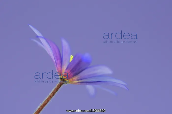 : Anemone, Anemone blanda : Anemone, Anemone blanda
