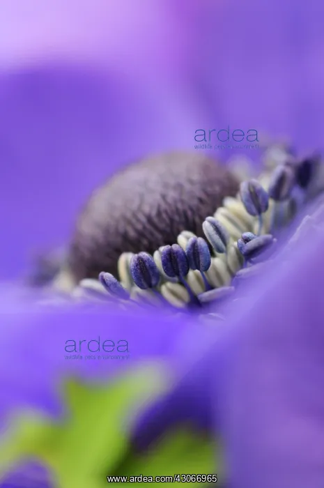 : Anemone, Anemone coronaria De Caen : Anemone, Anemone coronaria De Caen