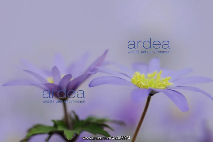 : Anemone, Anemone blanda : Anemone, Anemone blanda