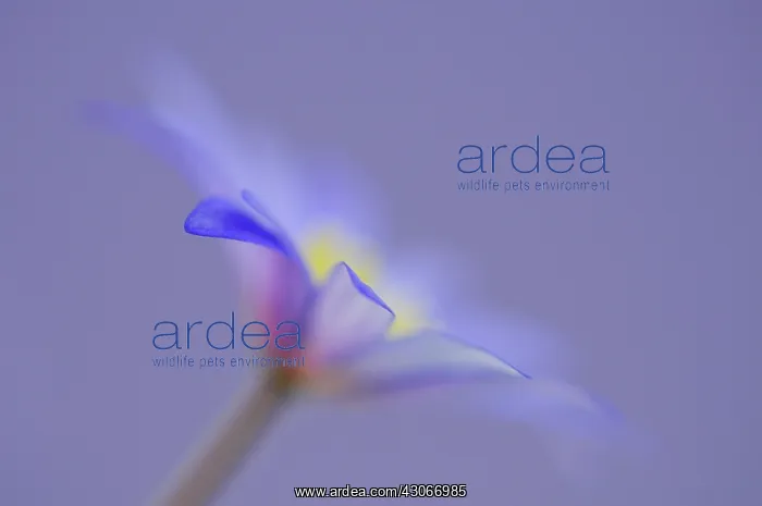 : Anemone, Anemone blanda : Anemone, Anemone blanda