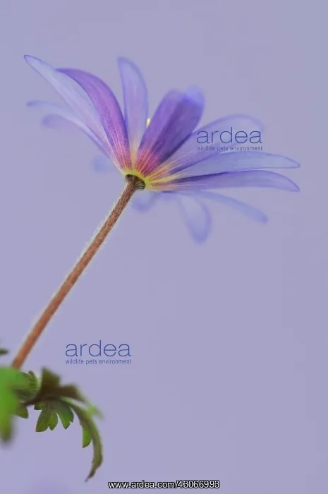 : Anemone, Anemone blanda : Anemone, Anemone blanda