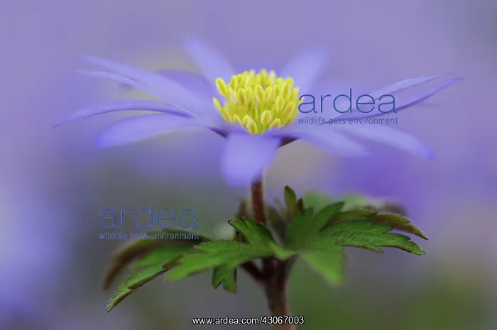 : Anemone, Anemone blanda : Anemone, Anemone blanda
