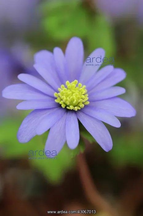 : Anemone, Anemone blanda : Anemone, Anemone blanda