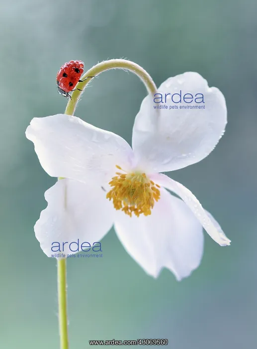: Anemone. Ladybird, Coccinellidae on bent flower stem of Anemone cultivar : Anemone. Ladybird, Coccinellidae on bent flower stem of Anemone cultivar