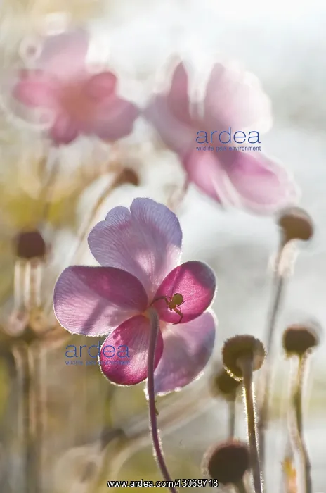 : Anemone. Spider silhouetted on underside of translucent petal of Anemone cultivar : Anemone. Spider silhouetted on underside of translucent petal of Anemone cultivar