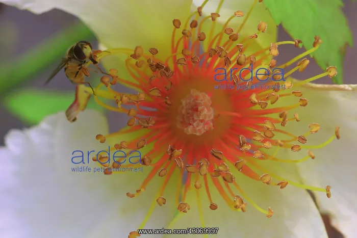 : Anemone, Tree anemone, Carpenteria californica : Anemone, Tree anemone, Carpenteria californica