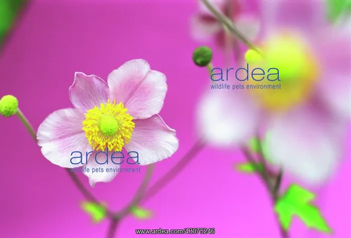 : Anemone, Japanese anemone, Anemone japonica : Anemone, Japanese anemone, Anemone japonica