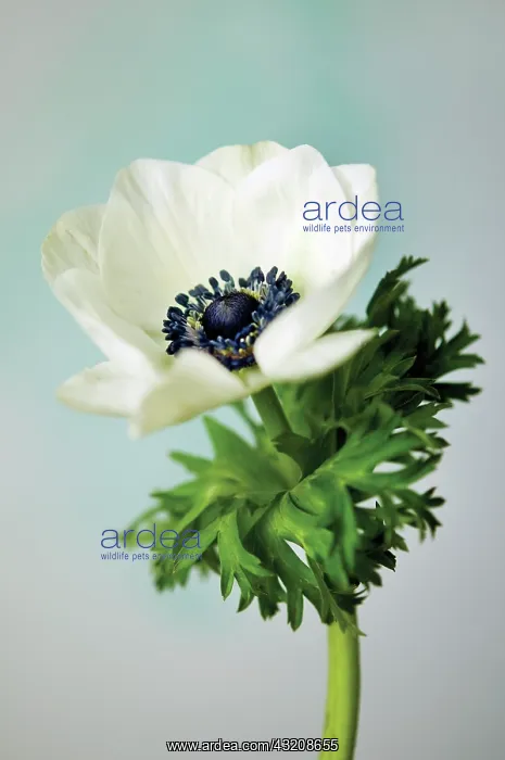 : Anemone : Anemone