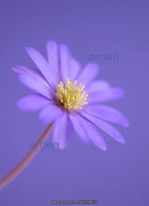 : Anemone, Anemone blanda Atrocaerulea : Anemone, Anemone blanda Atrocaerulea