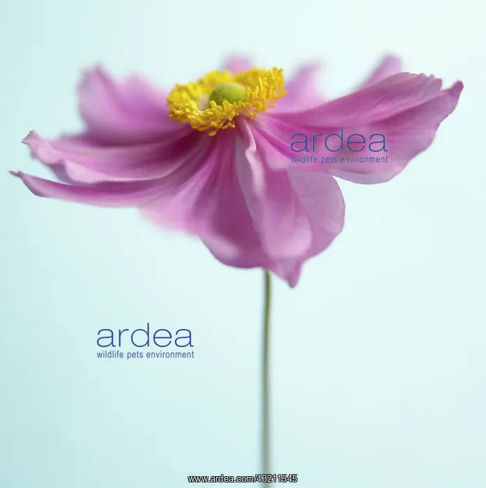 : Anemone, Japanese anemone, Anemone japonica : Anemone, Japanese anemone, Anemone japonica