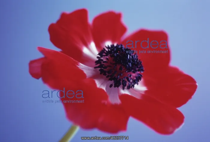 : Anemone, Anemone pavonina : Anemone, Anemone pavonina