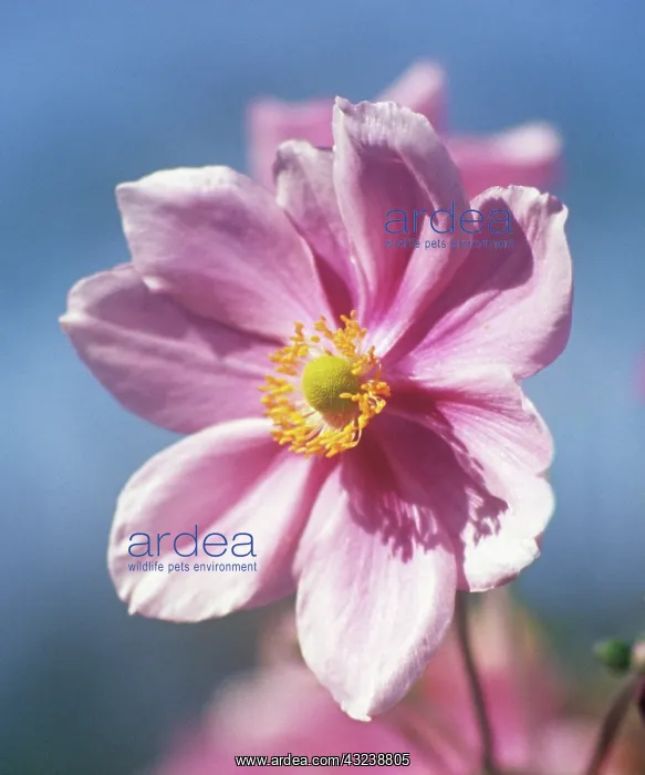 : Anemone, Anemone hupehensis : Anemone, Anemone hupehensis