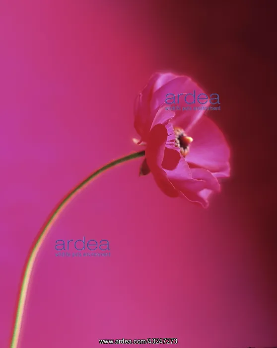: Anemone. Anemone : Anemone. Anemone