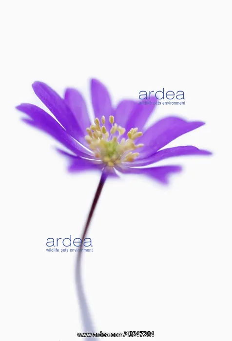 : Anemone, Anemone blanda : Anemone, Anemone blanda